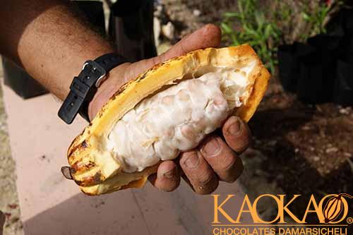 how cacao beans
